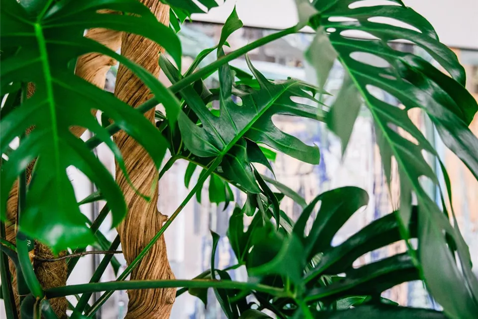 Monstera Fensterblatt