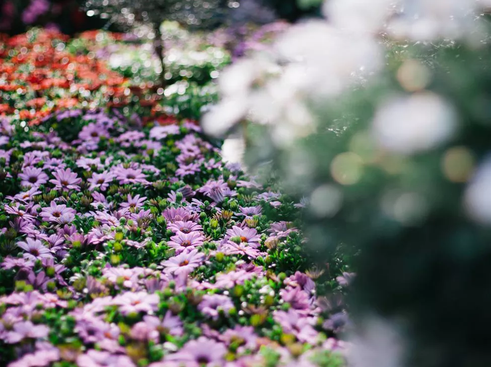 Blumen_Gaab_Gartenwelt_Bild_01.jpg